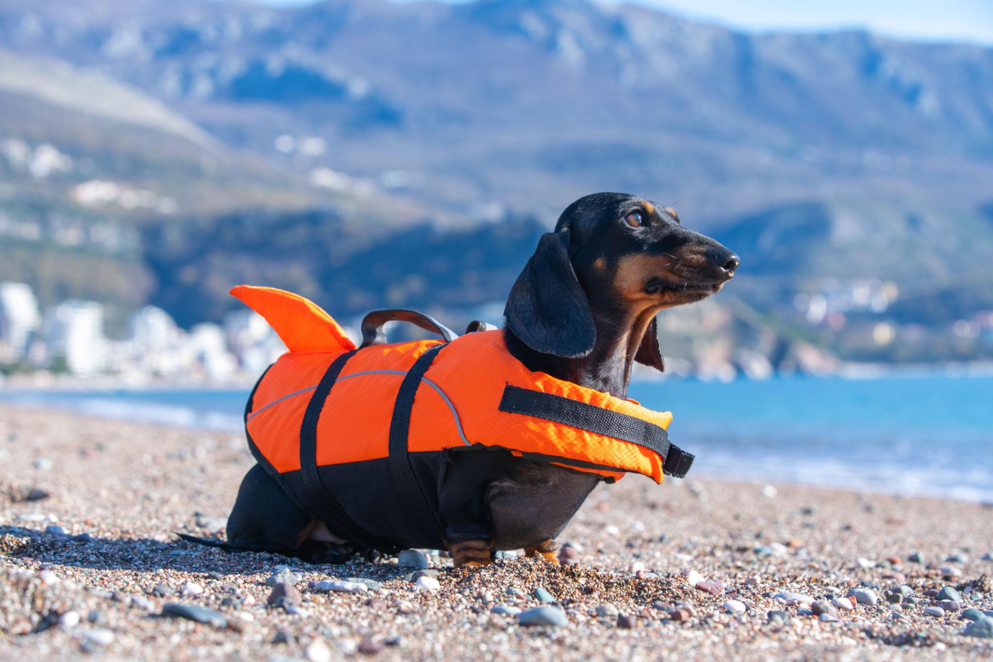 Shark Dog Chaleco salvavidas para perros con aleta de tiburón