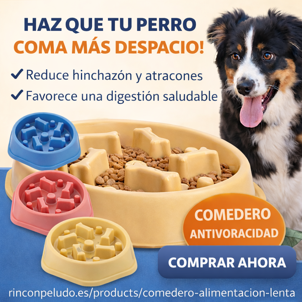 Comedero lento para perros - anti voracidad