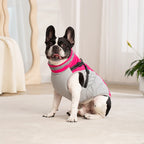 Chaqueta impermeable para mascotas con arnés