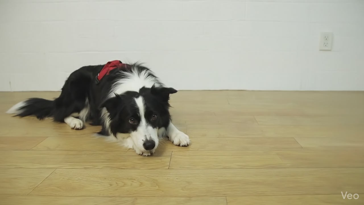 OctoFun Pet™ – El compañero anti-aburrimiento para tu macota